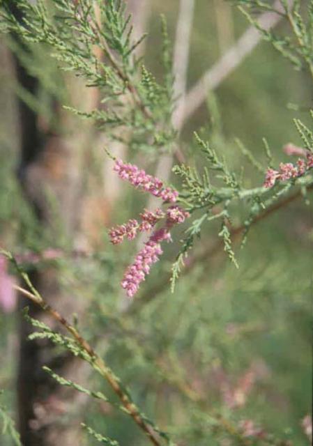Propiedades de Tamarix chinensis en la Medicina China Propiedades de Tamarix chinensis en la Medicina China